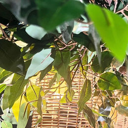 ficus-vert-arbre-artificiel-faux-arbres-réalistes-Bordeaux