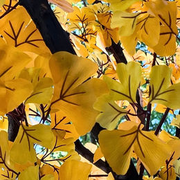 Ginkgo-automne-4-5m-arbre-artificiel-faux-arbres-réalistes-Saint-tropez
