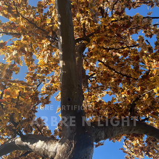 Arbre artificiel Led lumineux Arbrenlight
location vente sur mesure