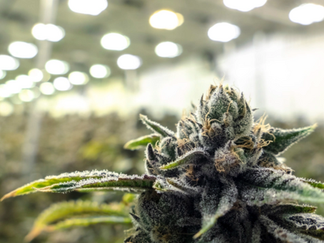 San Diego among 16 CA cities to receive Cannabis Equity Grant