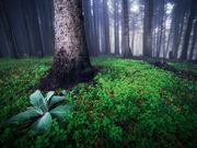 ° Secrets of Woodland °