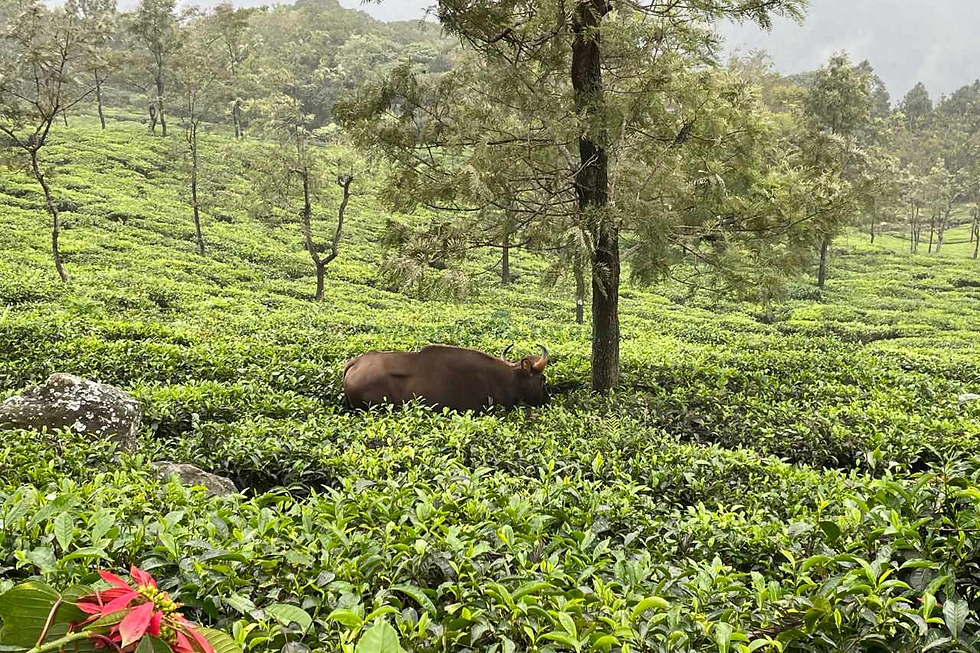 Tea estate Munnar