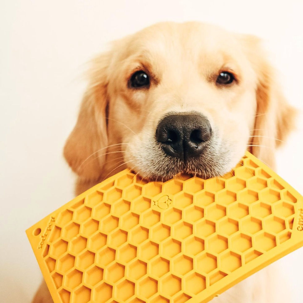 puppy with sodapup dog enrichment toy