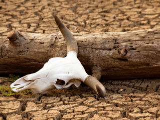 Water Conservation