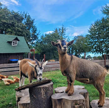 Tiere & Natur