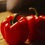 Miniature : Poivron, Fraise & Piment d'espellette