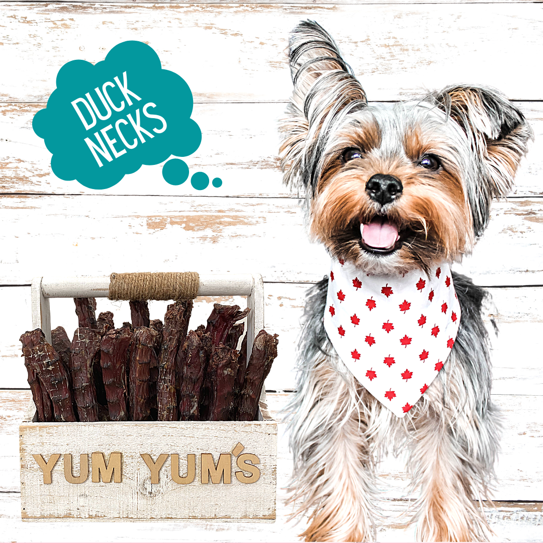 Duck Necks Dental Chews