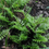 Thumbnail: Woodwardia areolata, Netted Chain Fern