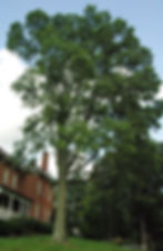 Celtis occidentalis, Hackberry