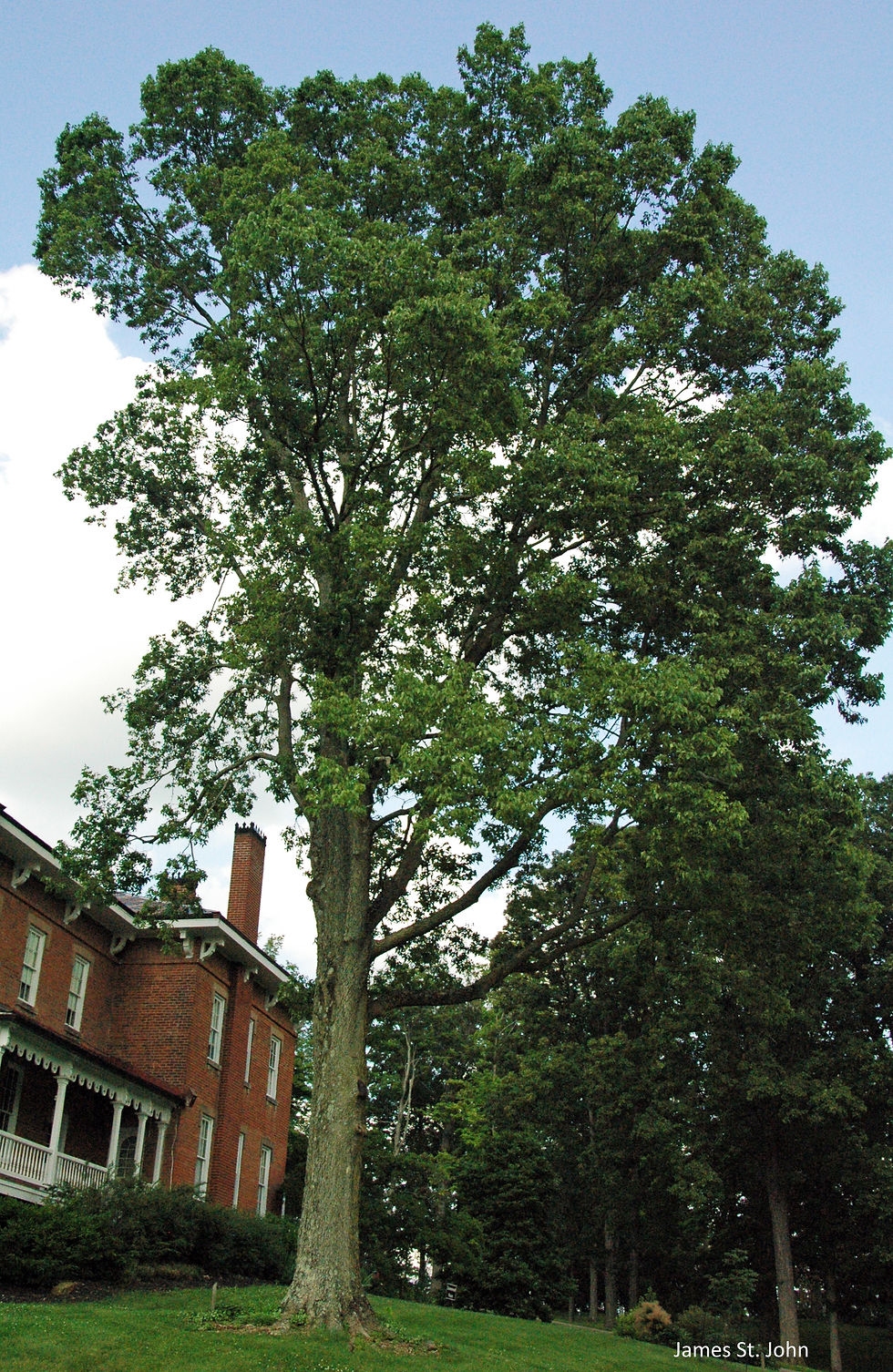 Celtis occidentalis, Hackberry