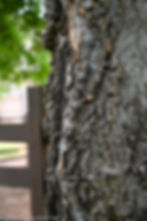 Celtis laevigata, Sugarberry bark