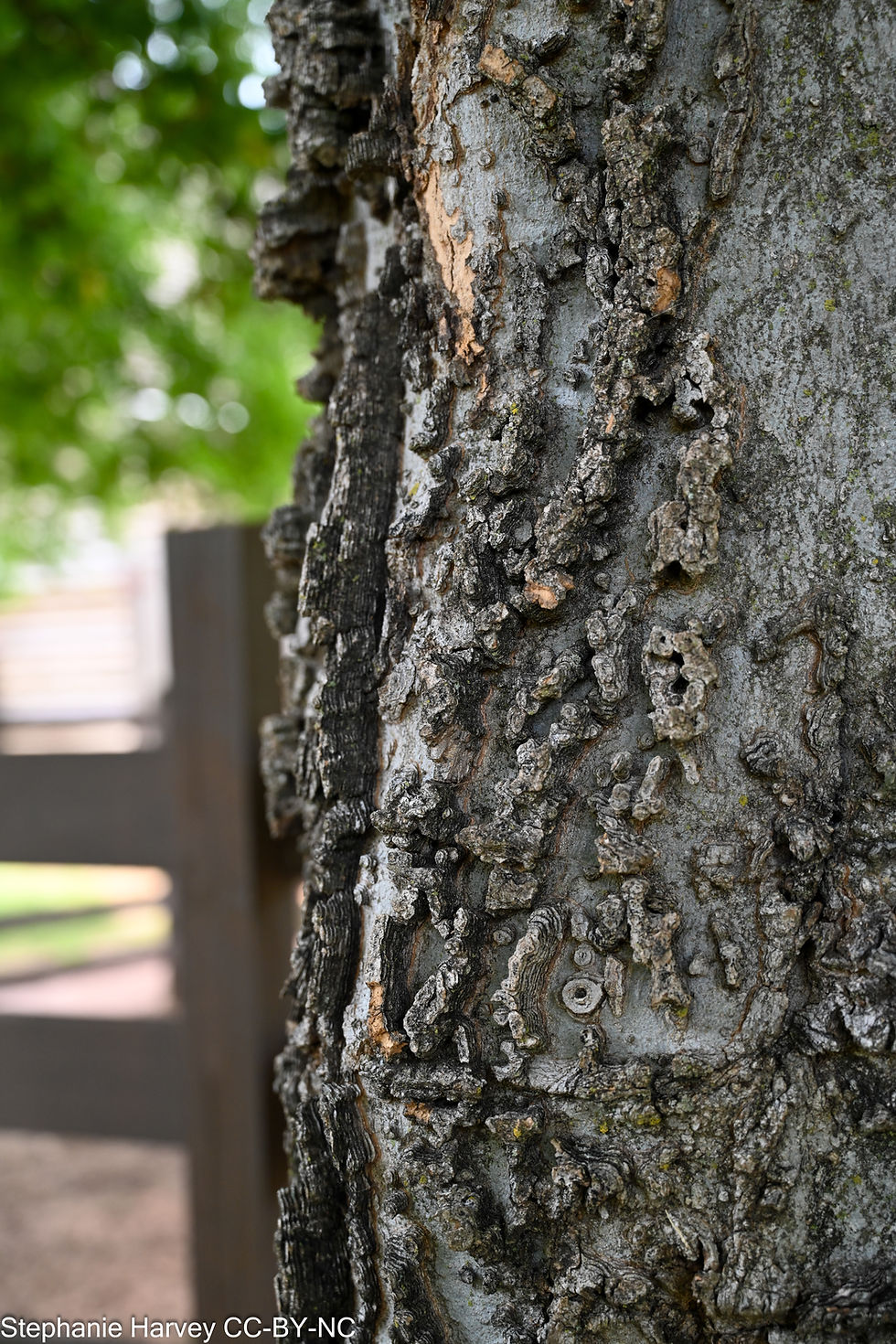 Celtis laevigata, Sugarberry bark