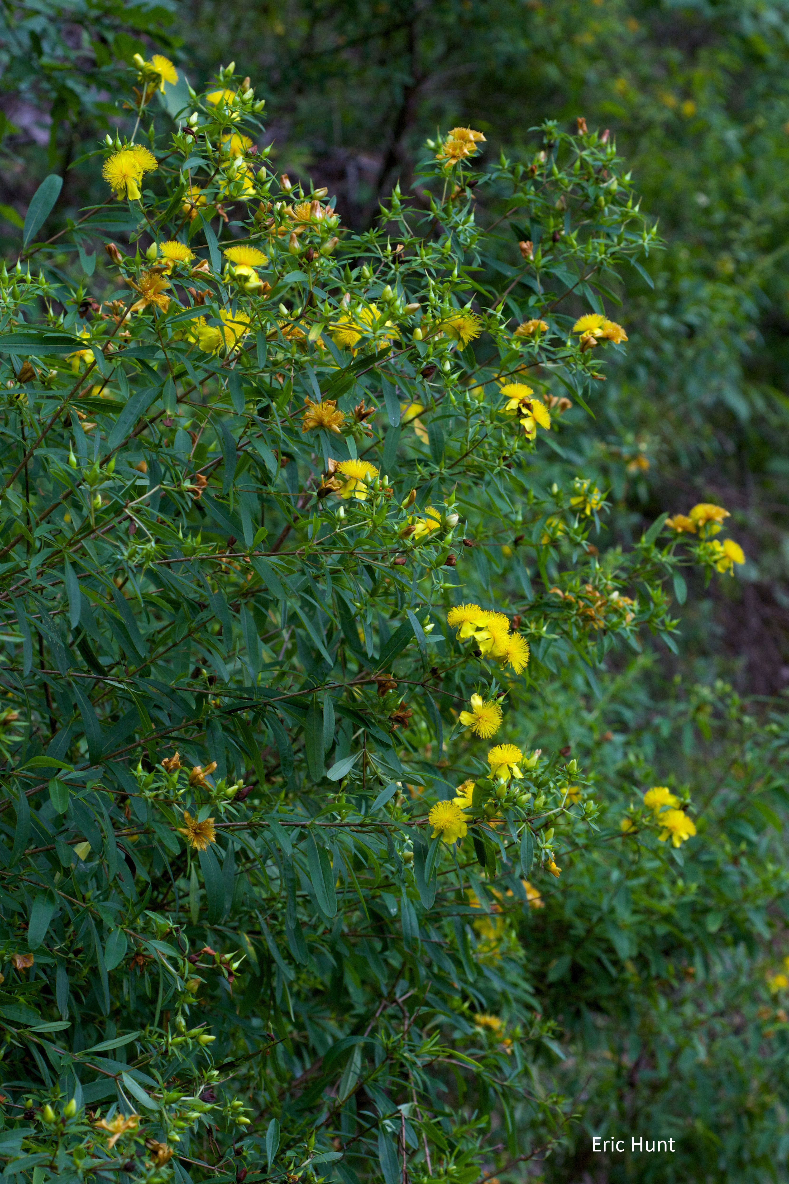 Hypericum prolificum, Shrubby St. John's Wort