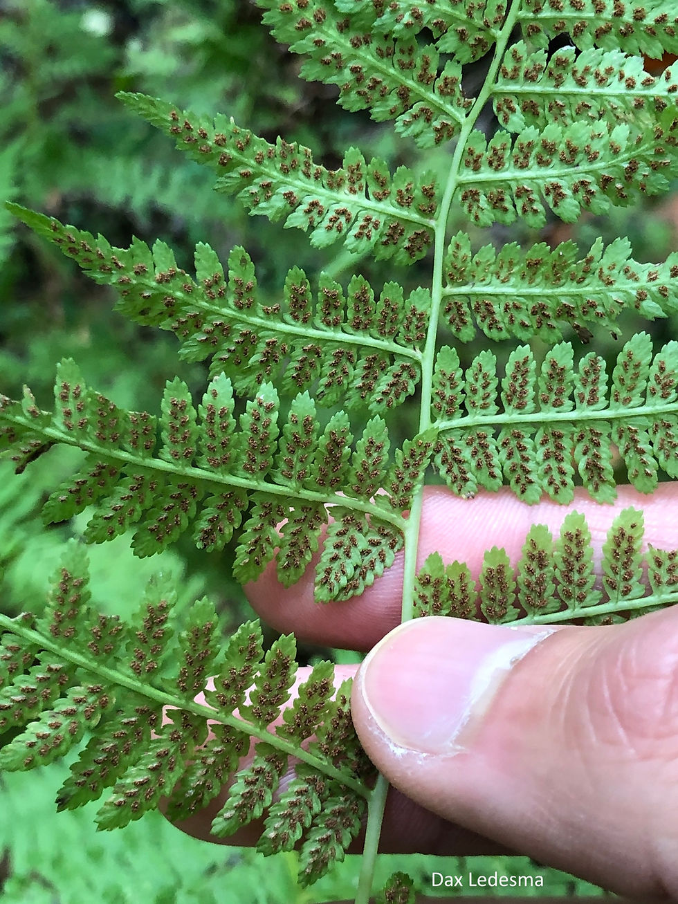 Thumbnail: Athyrium asplenioides, Southern Lady Fern sori