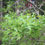 Thumbnail: Quercus lyrata, Overcup Oak