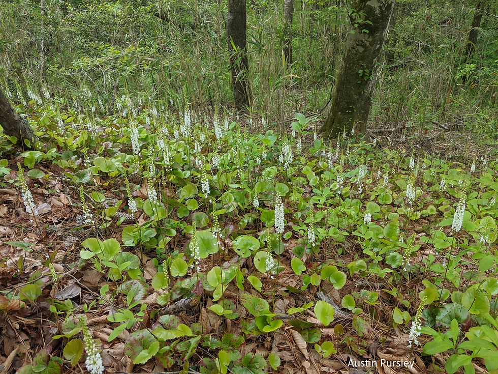 Galax urceolata, Galax, beetleweed