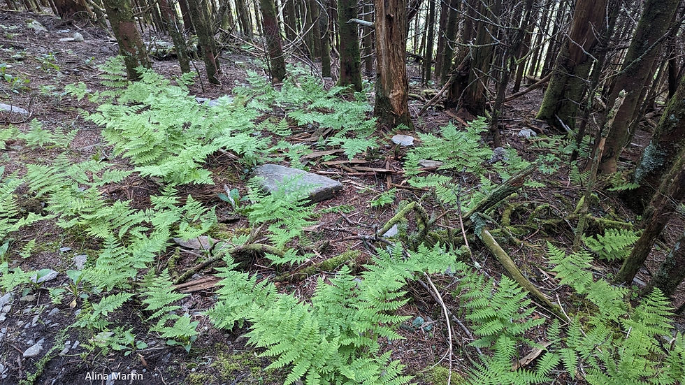 Thumbnail: Athyrium asplenioides, Southern Lady Fern