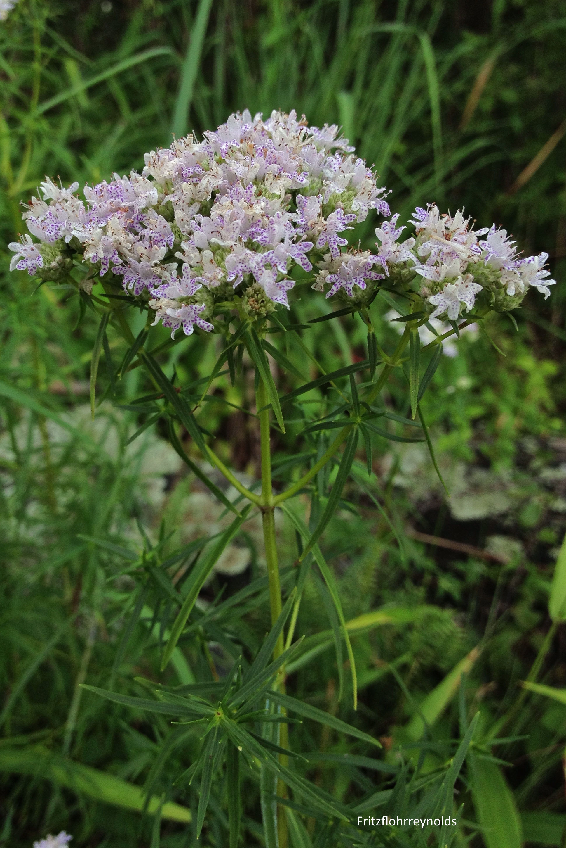 Pycnanthemum tenuifolium, Narrow-Leaf Mountain Mint flowers
