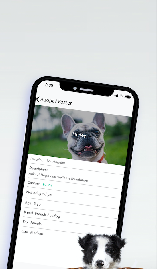Home The Global Dog
