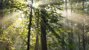 Planting Trees Without Getting Your Hands Dirty