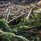 Baum&Strauchschnitt Abholung