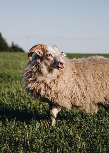 Lamb Variety Box | Boomflower Farm