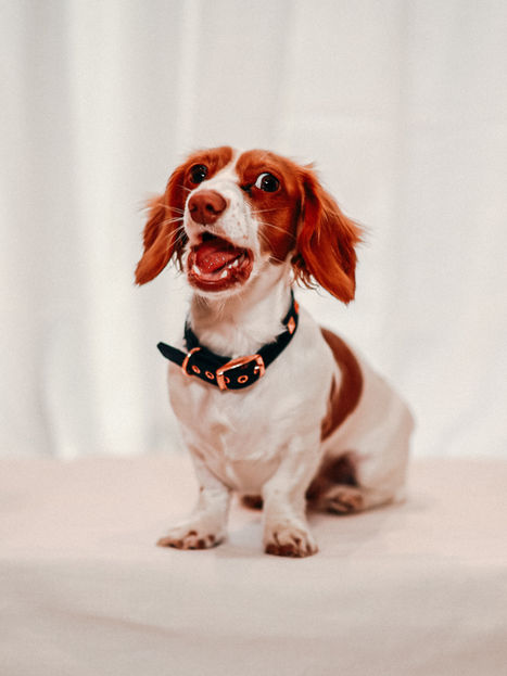 Puppy Photoshoot