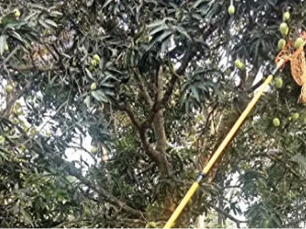 The fruit-picking stick-Thodhank
