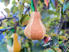 Stuffed Pear
