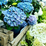 Lumby Garden Centre Plant range