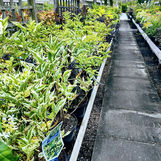 Lumby Garden Centre Plant range