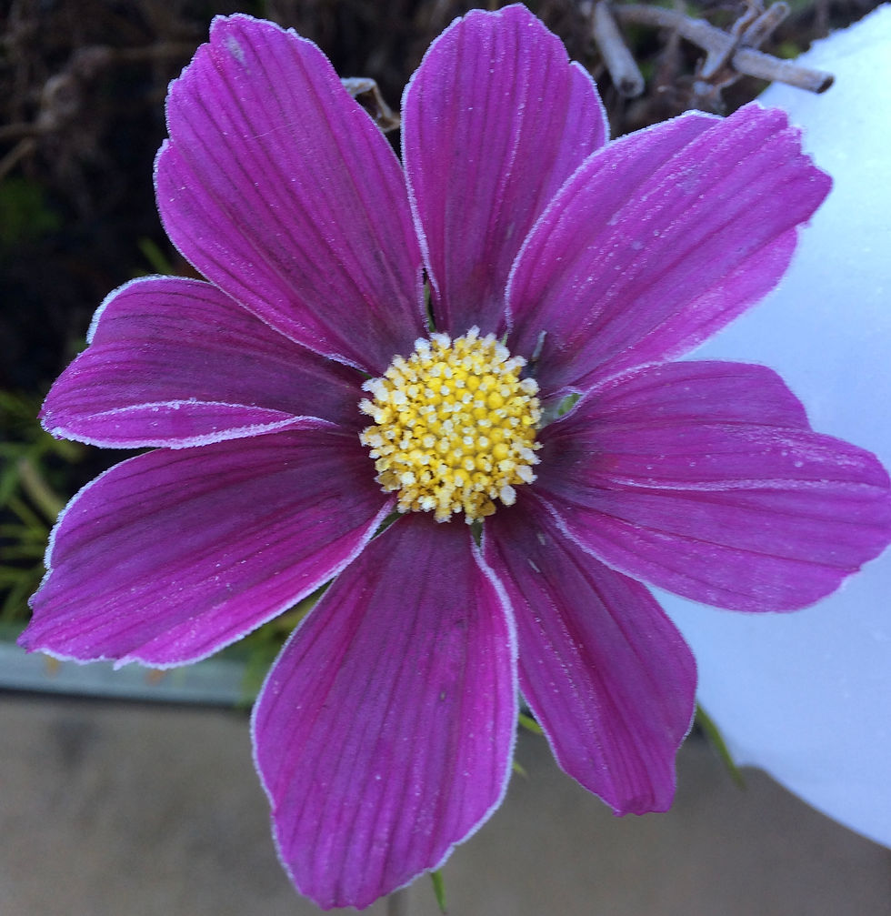 Fleur de Lossy 