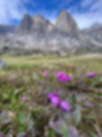 Dwarf Fireweed.jpeg