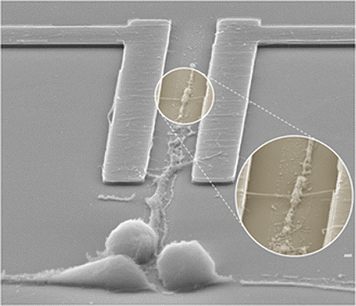 2012_-_Highly_ordered_large-scale_neuron