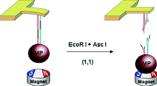 2005 - Endonuclease-based logic gates an