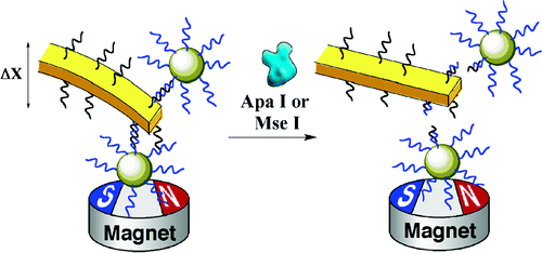 2005 - Magnetomechanical detection of th