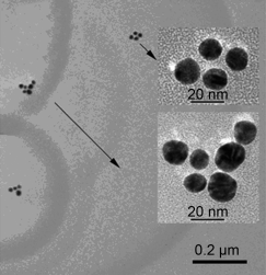 2007 - The aggregation of Au nanoparticl