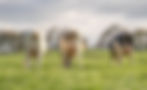 cows grazing on a farm