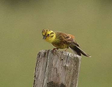 BRU jaune marais Redon, St Dolay-56 - 4.06 1.jpg