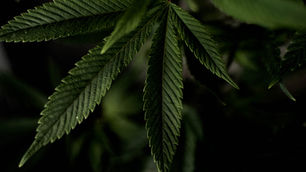 What is THC?