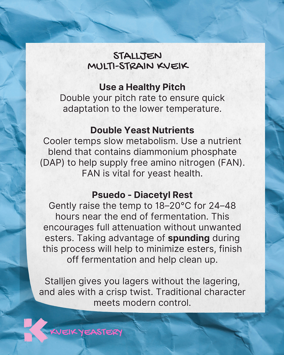Thumbnail: A description about how Kveik Yeastery Stalljen performs a lower temperatures.