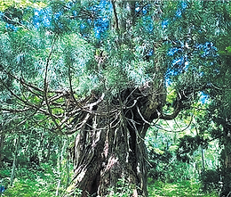 佐渡 | 原生林と杉巨木群