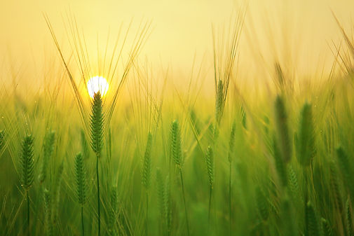 barley-field-beautiful-close-up-207247.jpg