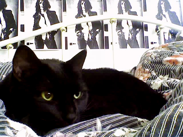 reine on comforter; salma poster 2