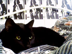 reine on comforter; salma poster 2