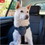 Thumbnail: Dog Safety Harness