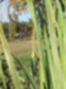 IMG_5087.jpeg