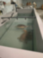 Centro ricerca cetacei Pescara