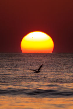 2016年05月17日 夕陽とカモメ