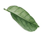 folhas logo.png